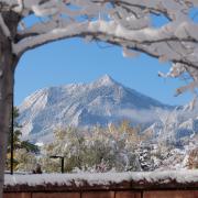 Snowy tree frames a mountain in the background