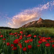 Red poppies in a field in front of Flatirons