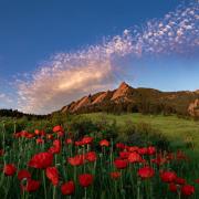red poppies with Flatirons in the background