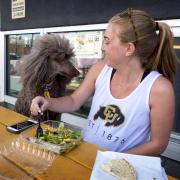 Grad student Clare Bradley takes lunch break with her standard poodle