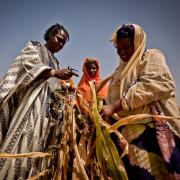 Women in East Africa look at a dead stalk of corn