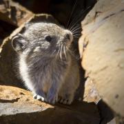 collared pika shown in a rocky habitat