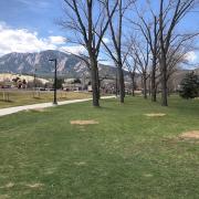 Double row of infected cottonwood trees on Main Campus