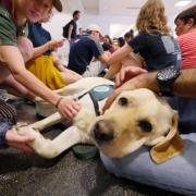 Students gather to pet therapy dog Cooper at Norlin Library