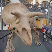 People react to the newly installed plaster cast of a life-size Triceratops in the lobby of the SEEC building