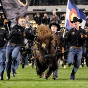 Ralphie and handlers storm the football field before game