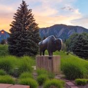 Buffalo sculpture on campus