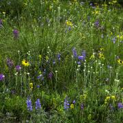 a subalpine meadow with wildflowers