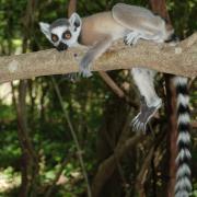 ring tailed lemur in tree