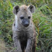 Hyena cub