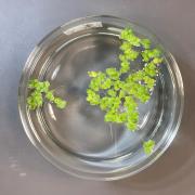 floating duckweed plant in a bowl of water
