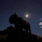 Buffalo statue on campus with solar eclipse in the background