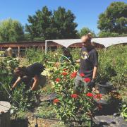 Students learn about sustainable food on local farm