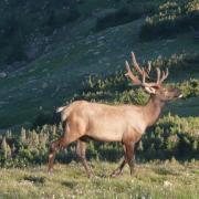 Elk