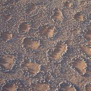 barren patches of ground known as fairy circles