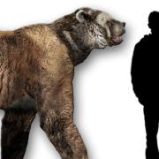  Example of a short-faced bears that stood 12 feet tall and weighed nearly a ton.