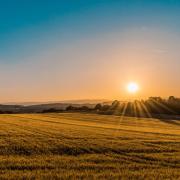 Sunset over grassy field