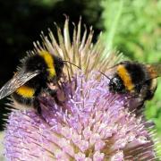 bees on a flower