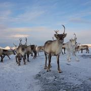 Herd of reindeer in the Arctic