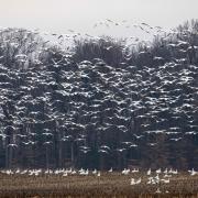 snow geese flying in Maryland