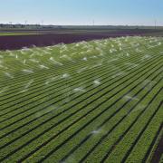 Sprinklers watering a lettuce field in Holtville, California, with Colorado River water.