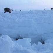 two layers of ice in deep snow following rain on snow events