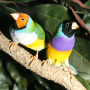 Two Gouldian finches rest on a branch