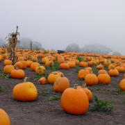 Spooky pumpkin patch