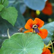 Two bees land on orange flowers