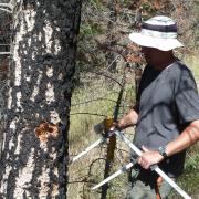 CU-Boulder postdoctoral researcher Brian Harvey making tree measurements in Yellowstone National Park