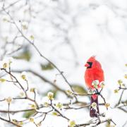 A cardinal sitting on a tree branch in snow