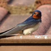 Barn swallow