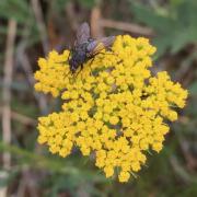 A fly visiting the flowers of alpine false springparsley 