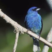 Indigo bunting bird perched on tree branch