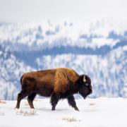 buffalo in snow