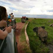 Students looking at elephants during a safari in Kenya