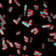 fluorescent bacteria