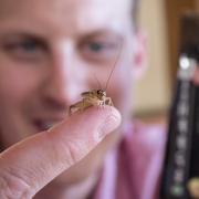 Dave Baugh holds cricket on fingertip