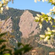 Flowers on tree framing the Flatirons