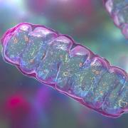 an illustration of mitochondria