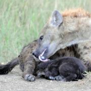 Hyena licking her cub