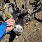 Reindeer nuzzling hand