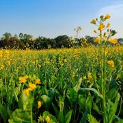 Field of mustard plants