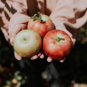 Person holding three apples in her hands