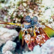 Peacock mantis shrimp