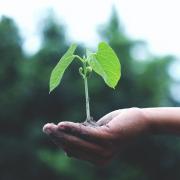 Person holding a small sprout