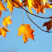 orange fall leaves on a tree