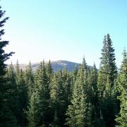 engelmann spruce at Pikie's Peak