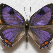 a purple butterfly