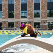 Swimming pool on CU Boulder campus with a stuffed animal Ralphie.